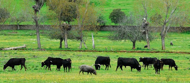 Dehesa ganadería bobina