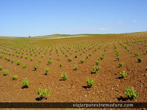 Tierra de Barros y Zafra, un paraíso en el corazón de Badajoz